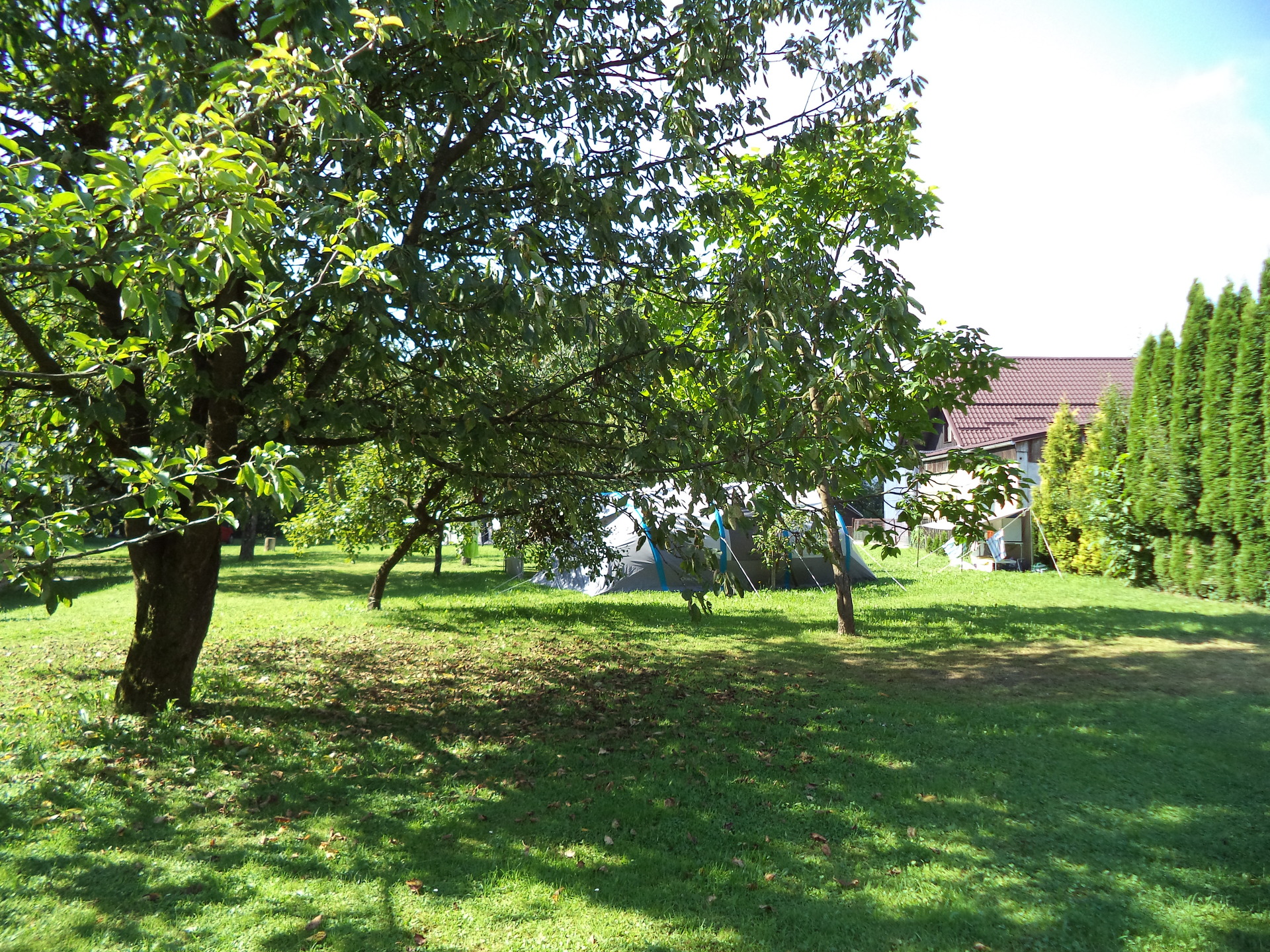 A picture of the green trees and a tent